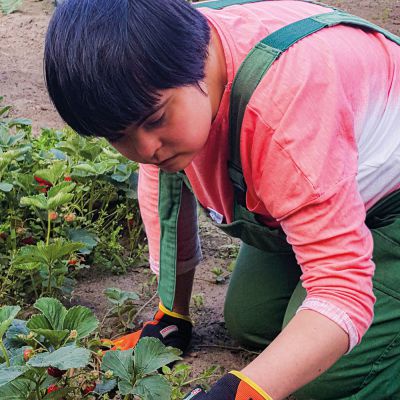 Eine Mitarbeitende pflegt Erdbeerpflanzen